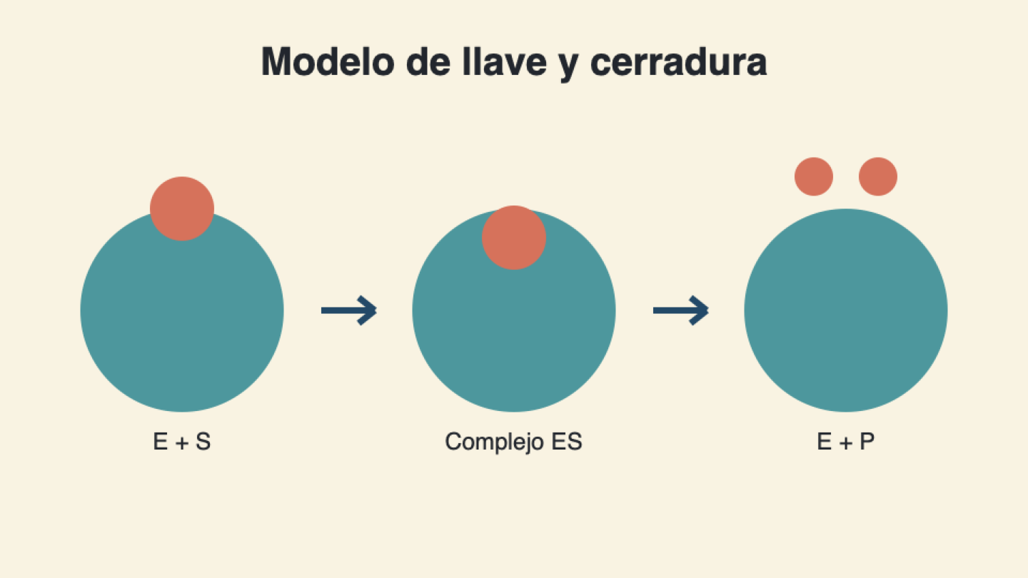 Modelo de llave y cerradura de una enzima